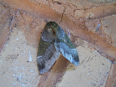 FIGURE 2c FIGURE 2c